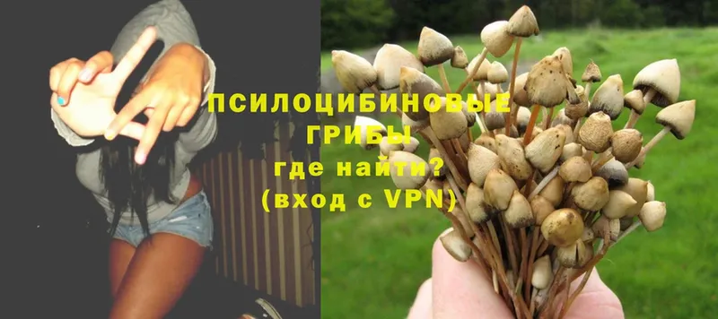 Галлюциногенные грибы Psilocybe  Куровское 